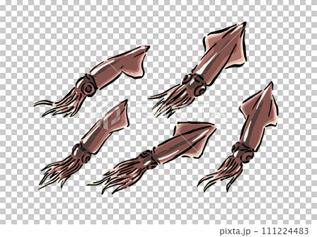 螢火魷插畫素材(生螢火魷) 螢火魷插畫素材(生螢火魷) 111224483