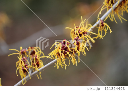 個性的な花姿をしたまんさくの花ー参 111224498