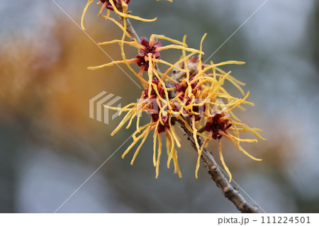 個性的な花姿をしたまんさくの花ー五 111224501