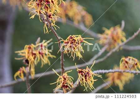 個性的な花姿をしたまんさくの花ー六 111224503