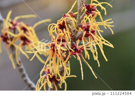 個性的な花姿をしたまんさくの花ー七 111224504