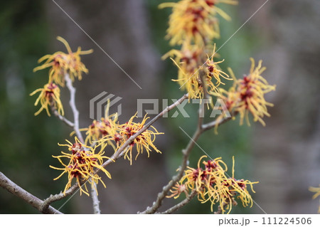 個性的な花姿をしたまんさくの花ー九 111224506