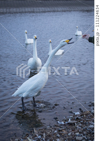 川の浅瀬で遊ぶ白鳥 111224634