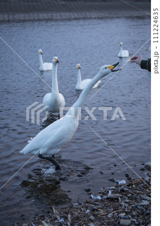 川の浅瀬で遊ぶ白鳥 111224635