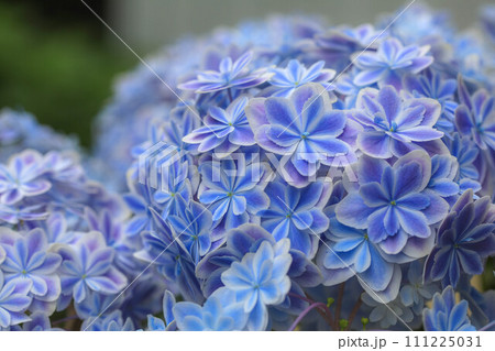 紫陽花　万華鏡 111225031