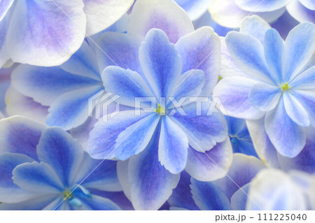 紫陽花　万華鏡 111225040