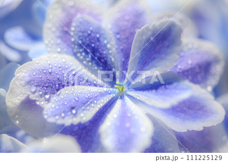紫陽花　万華鏡 111225129