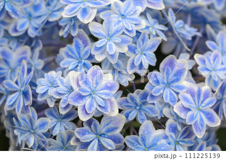 紫陽花 万華鏡 紫陽花 万華鏡 111225139