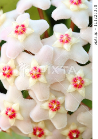 Interesting wax plant in blossom Interesting wax plant in blossom 111225358
