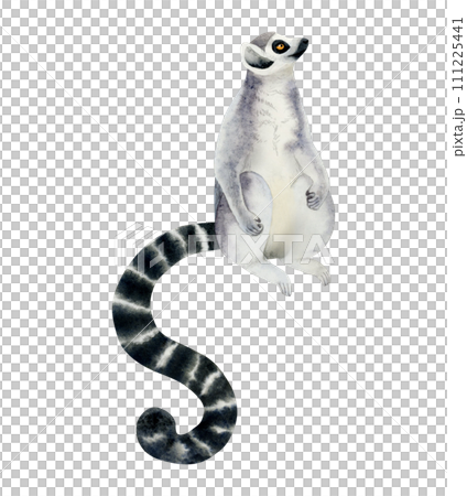Madagascar ring-tailed lemur sitting and looking up watercolor illustration isolated on white background. Hand drawn cute tropical animal with long striped black and white tail Madagascar ring-tailed lemur sitting and looking up watercolor illustration isolated on white background. Hand drawn cute tropical animal with long striped black and white tail 111225441