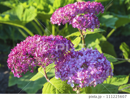 Beautiful blooming pink hydrangea arborescens, hydrangea, wild hydrangea, sevenbark in the summer garden on sunny day 111225607