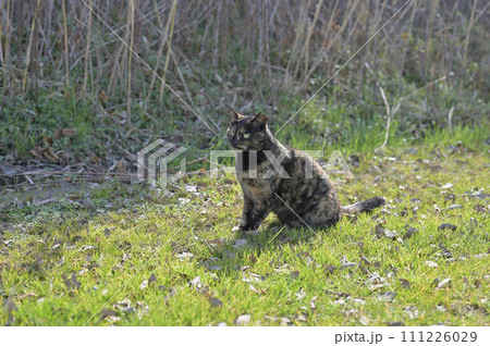 原っぱでお座りするさび猫 原っぱでお座りするさび猫 111226029