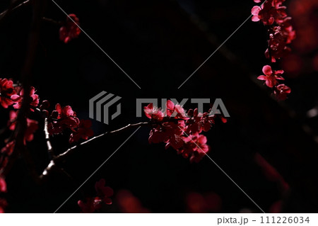 紅梅 紅梅 111226034