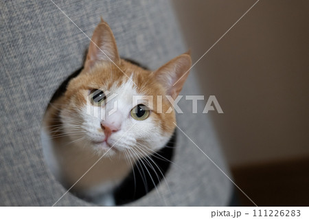 キャットタワーに入る猫　茶トラ白 111226283