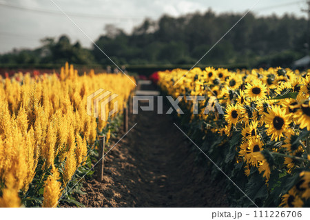 Sunflower field,A field of sunflowers on a sunny day 111226706