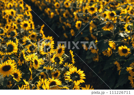 Sunflower field,A field of sunflowers on a sunny day 111226711