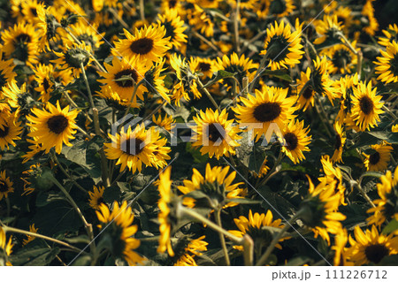 Sunflower field,A field of sunflowers on a sunny day 111226712