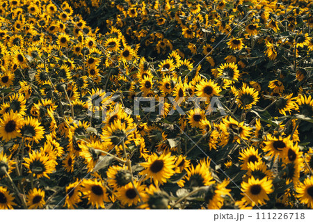 Sunflower field,A field of sunflowers on a sunny day 111226718