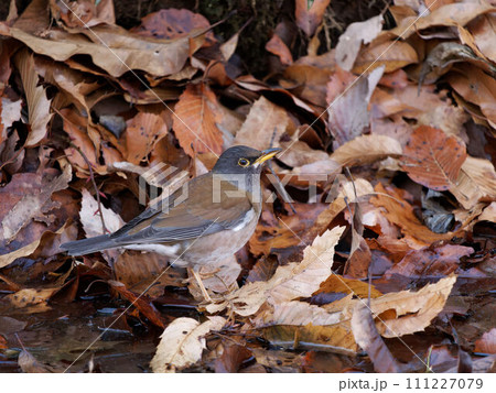 枯れ葉の中を歩くたシロハラ 111227079