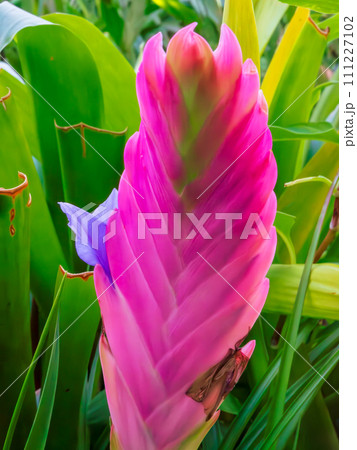 ハナアナナスのピンク色の花穂から咲いた紫色の花 111227102