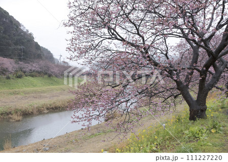 静岡県南伊豆町下賀茂温泉湯の花の河津桜 静岡県南伊豆町下賀茂温泉湯の花の河津桜 111227220