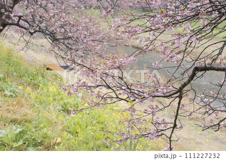 静岡県南伊豆町下賀茂温泉湯の花の河津桜 静岡県南伊豆町下賀茂温泉湯の花の河津桜 111227232