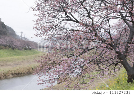 静岡県南伊豆町下賀茂温泉湯の花の河津桜 静岡県南伊豆町下賀茂温泉湯の花の河津桜 111227235