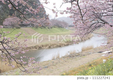 静岡県南伊豆町下賀茂温泉湯の花の河津桜 静岡県南伊豆町下賀茂温泉湯の花の河津桜 111227241