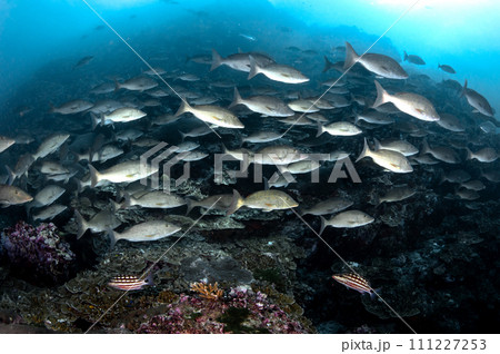 School of long-nosed emperor fish in Andaman Sea School of long-nosed emperor fish in Andaman Sea 111227253