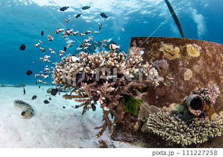 Staghorn coral growing on concrete mooring block 111227258