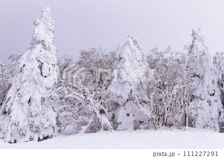 雪化粧した樹氷 【蔵王温泉スキー場】 雪化粧した樹氷 【蔵王温泉スキー場】 111227291