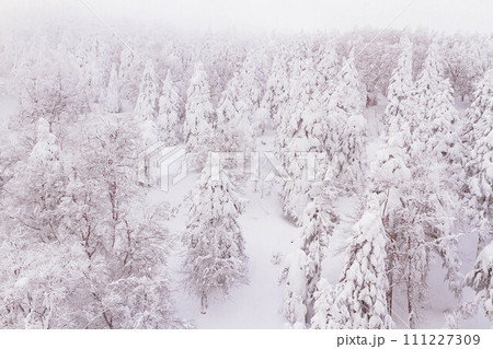 ロープウェイから見た樹氷原の風景 蔵王温泉スキー場 【山形県】 ロープウェイから見た樹氷原の風景 蔵王温泉スキー場 【山形県】 111227309