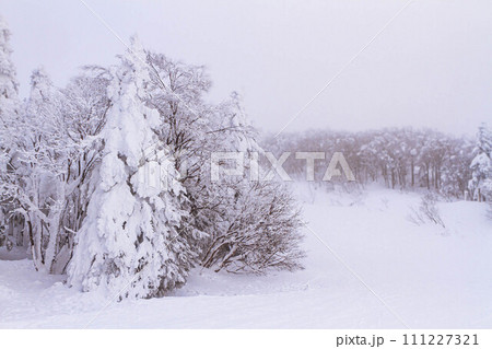 雪化粧した樹氷 【蔵王温泉スキー場】 111227321