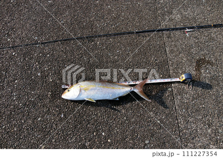 堤防ルアー釣り釣果カンパチ 111227354
