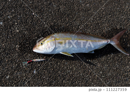 堤防ルアー釣り釣果カンパチ 111227359