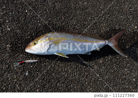 堤防ルアー釣り釣果カンパチ 堤防ルアー釣り釣果カンパチ 111227360
