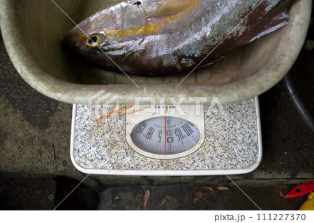堤防ルアー釣り釣果カンパチ 111227370