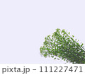 ナズナの花束 111227471
