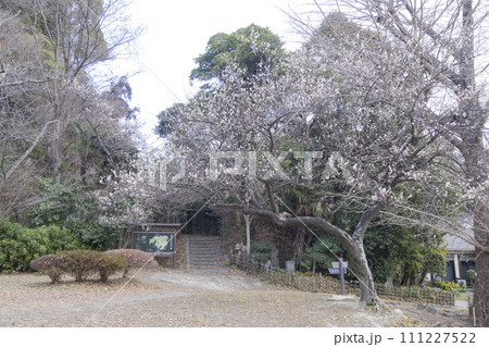 神奈川県横浜市金沢八景の近所にある北条氏ゆかりの称名寺・称名寺の冬 神奈川県横浜市金沢八景の近所にある北条氏ゆかりの称名寺・称名寺の冬 111227522