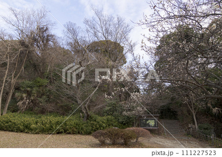神奈川県横浜市金沢八景の近所にある北条氏ゆかりの称名寺・称名寺の冬 111227523