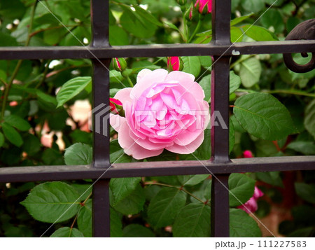 庭の門扉の脇に咲くピンクの薔薇 庭の門扉の脇に咲くピンクの薔薇 111227583