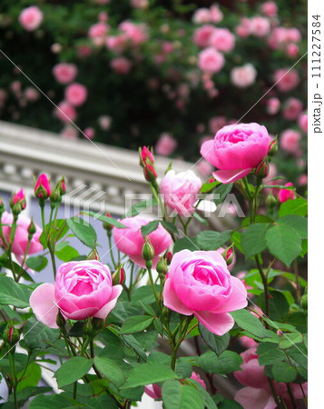 初夏の洋館の庭に咲くピンクの薔薇 初夏の洋館の庭に咲くピンクの薔薇 111227584