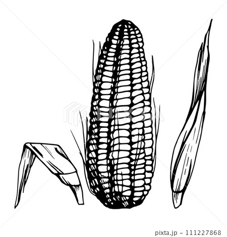 Hand drawn ink vector illustration, farm crop vegetable maize corn agricultural food vegetarian. Single object isolated white background. Design travel, vacation, brochure, print, cafe restaurant menu 111227868