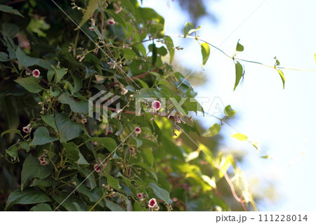 ヘクソカズラ ヘクソカズラ 111228014