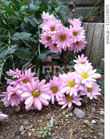 菊の花 111228075