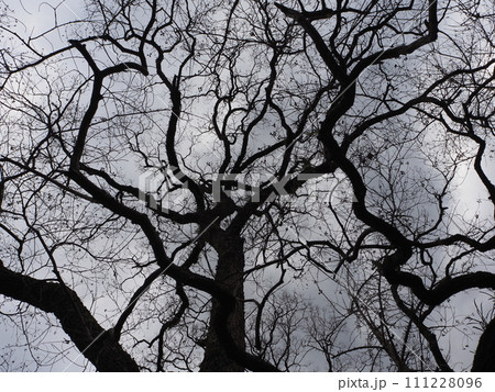 寒そうな冬の風景 111228096