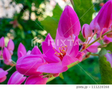 ハート型をしたピンク色の可愛い花が垂れ下がった　「愛の鎖」とも呼ばれるアサヒカズラ 111228168