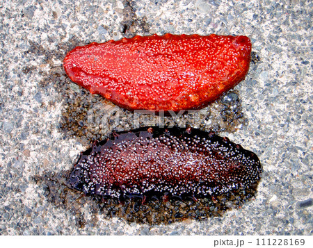 防波堤で釣りをしていたらナマコが掛かってきたので裏返して腹側から撮った 防波堤で釣りをしていたらナマコが掛かってきたので裏返して腹側から撮った 111228169