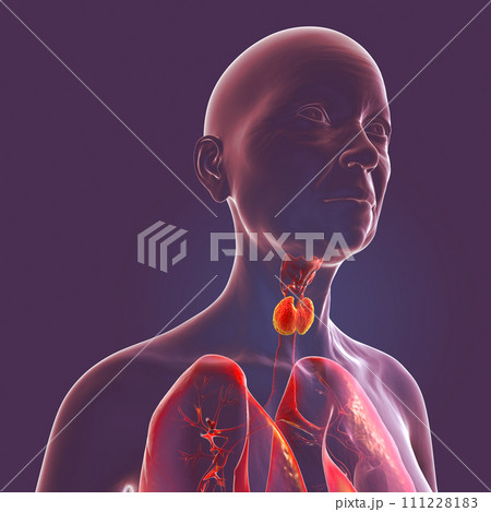 A thyroid gland anatomy, 3D illustration A thyroid gland anatomy, 3D illustration 111228183