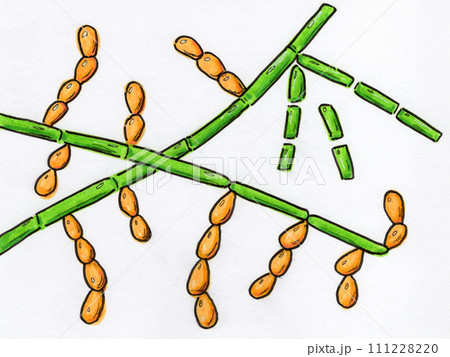 Microscopic fungi Trichosporon, hand-drawn illustration Microscopic fungi Trichosporon, hand-drawn illustration 111228220